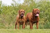 DOGUE DE BORDEAUX 079